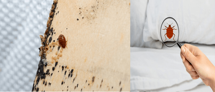 Emergency Bed-bug Control Services